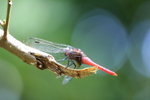 IMG_5335_1