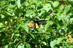 裳鳳蝶 IMG_5343_1