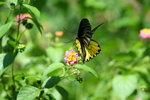 裳鳳蝶 IMG_5344_1