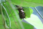 裳鳳蝶蟲
IMG_5363_1