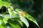 鶴頂粉蝶 IMG_5466_1