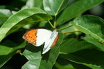 鶴頂粉蝶 IMG_5468_1