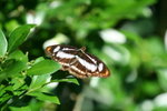 蛺蝶
IMG_5472_1