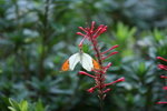 鶴頂粉蝶 IMG_5477_1