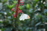 鶴頂粉蝶 IMG_5478_1