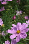 IMG_6021_1
