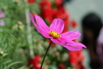 IMG_6028_1