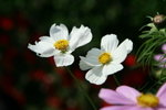 IMG_6030_1