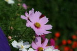IMG_6032_1