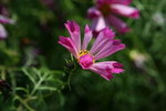 IMG_6053_1