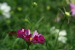 IMG_6055_1