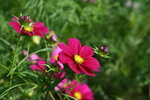 IMG_6056_1