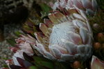 IMG_6065_1