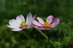 IMG_6072_1