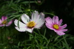 IMG_6074_1