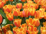 DSCN0474