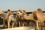 IMG-DOH_0005