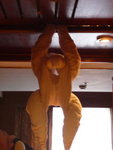 Towel Monkey
P_EGY-337
