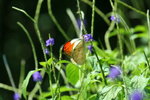 IMG_7222_1