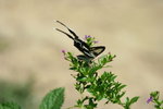IMG_7258_1