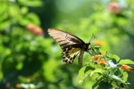 IMG_7278_1