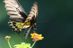 IMG_7302_1