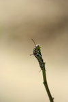 IMG_7306_1