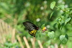 金裳鳳蝶(雌) IMG_7342_1