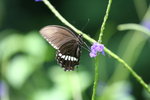 IMG_7454_1