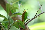 IMG_7467_1
