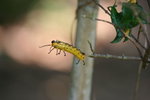IMG_7470_1