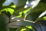 IMG_7483_1