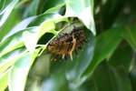 裳鳳蝶蟲IMG_7487_1