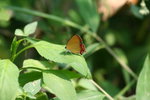 IMG_7511_1