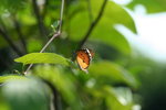 IMG_7526_1
