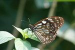IMG_7527_1