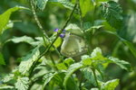 IMG_7532_1