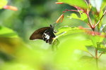 玉斑鳳蝶
IMG_7374_1