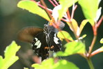 IMG_7376_1