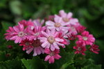 IMG_0578_r