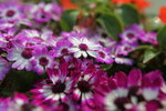 IMG_0580_r