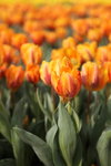 IMG_0585_r