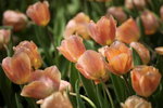 IMG_0587_r