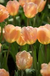 IMG_0588_r