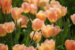 IMG_0590_r