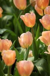 IMG_0592_r