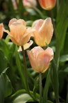 IMG_0594_r