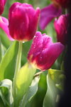 IMG_0596_r