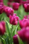IMG_0598_r