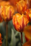 IMG_0600_r